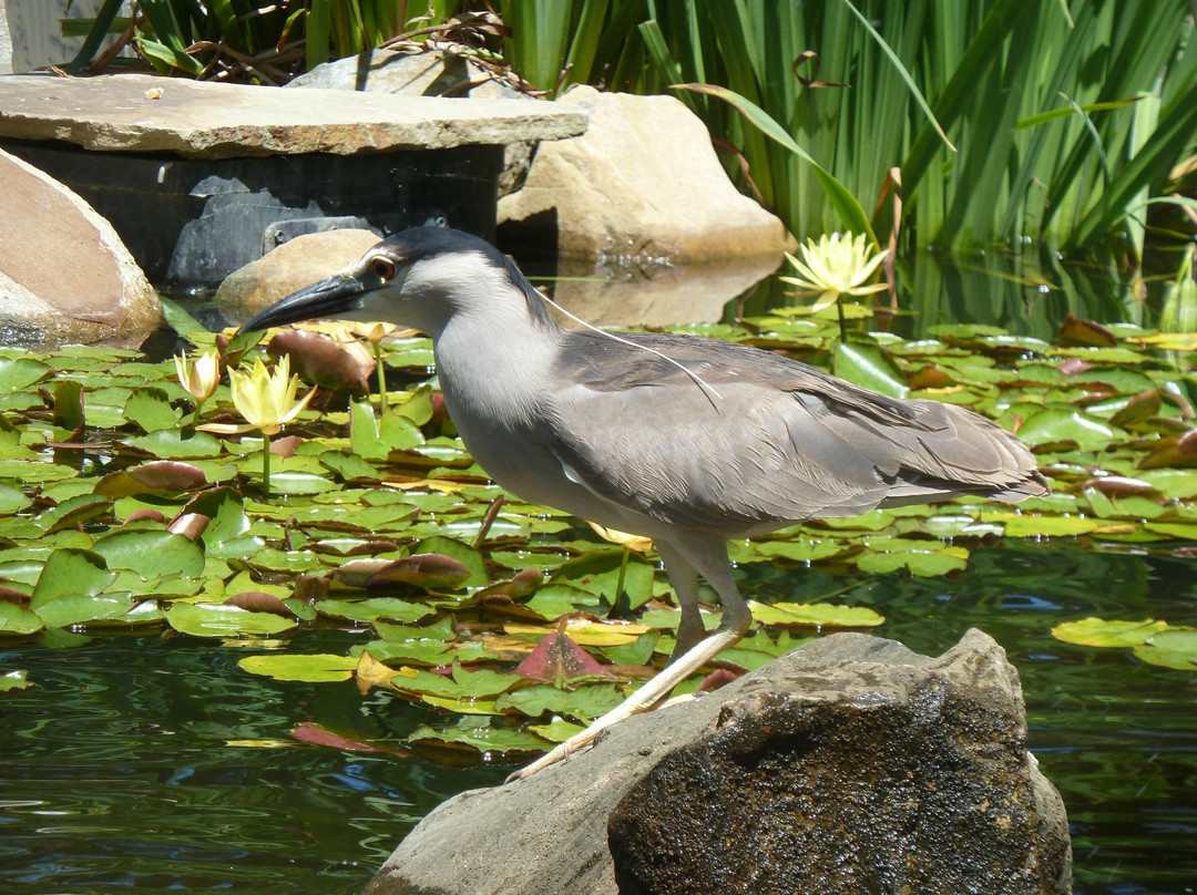 圣塔芭芭拉动物园-圣巴巴拉必去景点