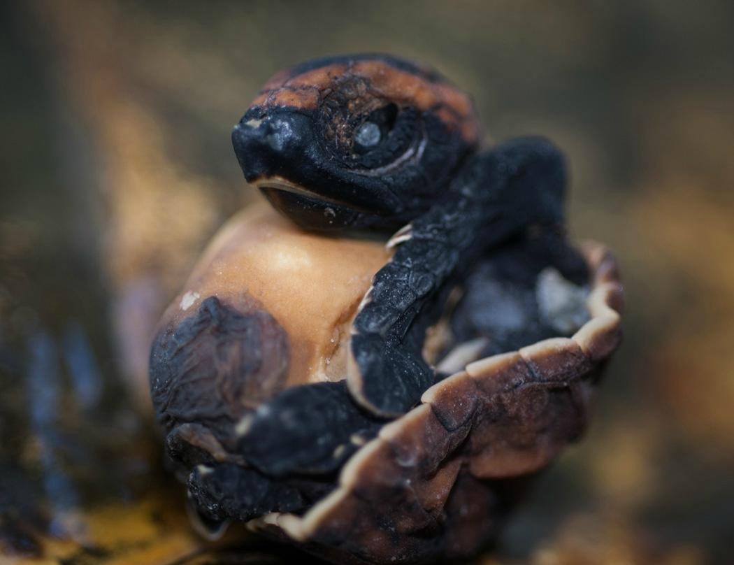 Flow-Kralendijk必去景点