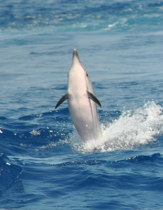 Santuario dei Cetacei-Andora必去景点
