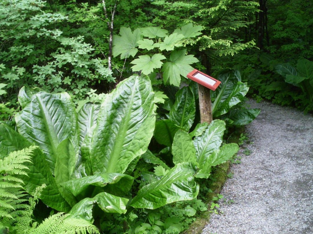 Juneau Rainforest Garden-朱诺必去景点