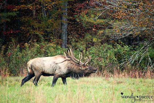Cataloochee Valley Tours-韦恩斯维尔必去景点