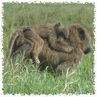 SAA Day Tours-蒙巴萨必去景点