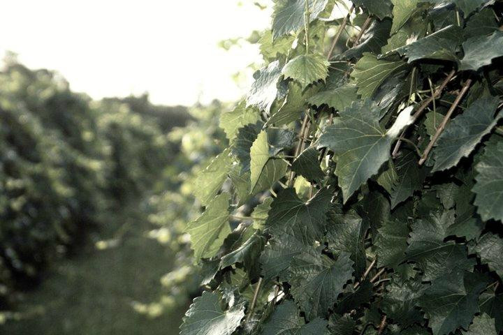 Emerald Coast Wine Cellars景点图片
