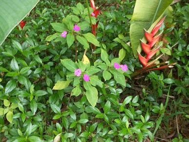 邝友良参议员的种植园和花园-卡内奥赫必去景点