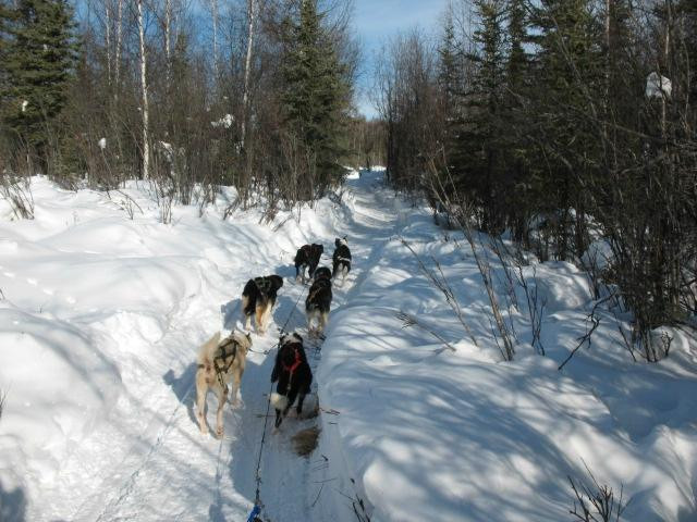 Sun Dog Express Dog Sled Tours - Day Tours景点图片