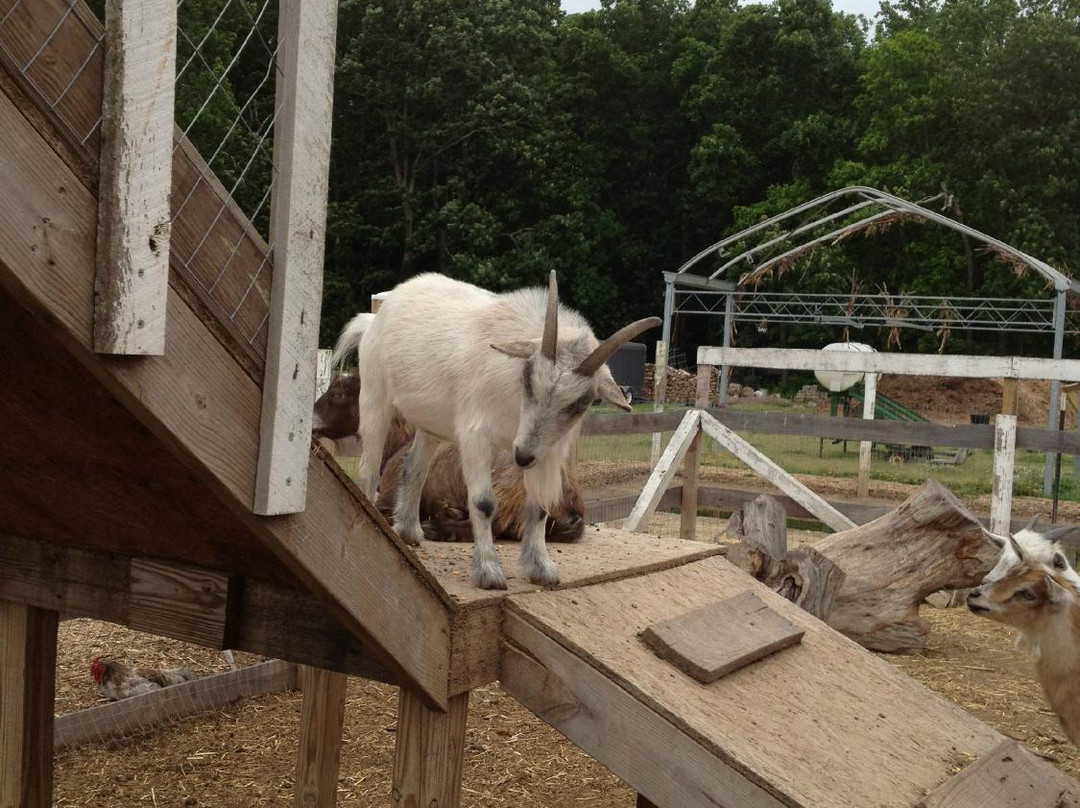 Dawn's Country Market-Milton必去景点