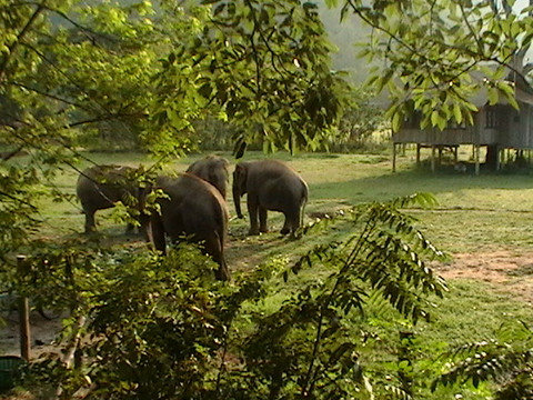 大象自然保护公园-清迈必去景点