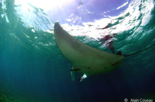 蓝梦岛巴厘潜水学院-蓝梦岛必去景点