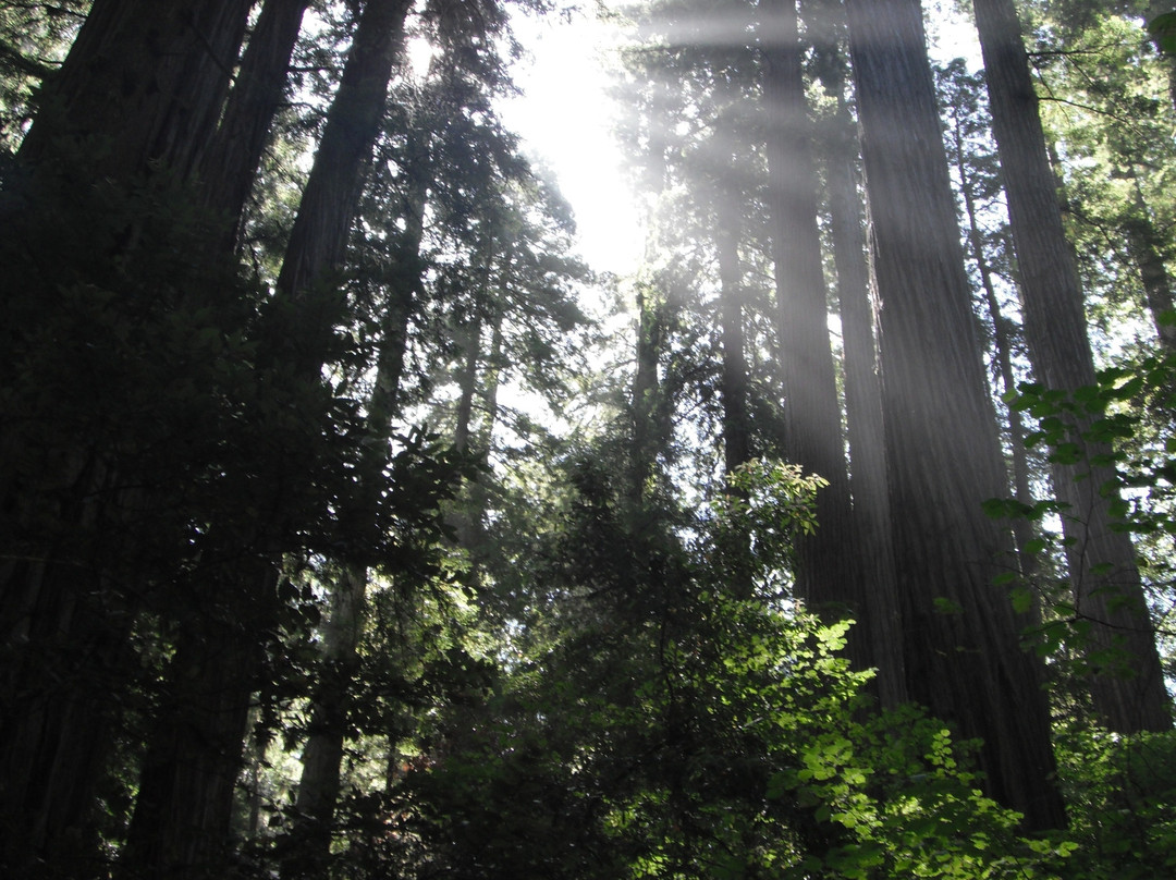 红杉树国家公园景点图片