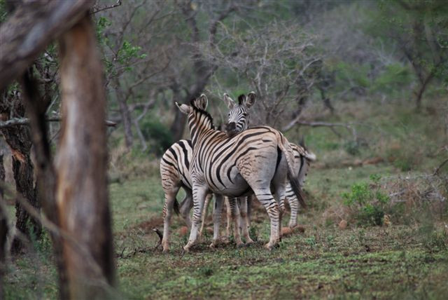 Heritage Tours & Safaris-圣露西亚必去景点