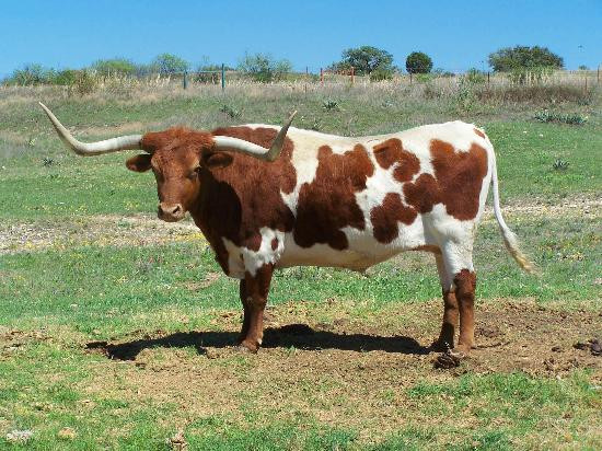 Canyon West Golf Club-Weatherford必去景点