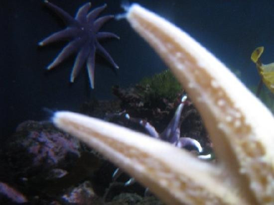 新英格兰水族馆景点图片