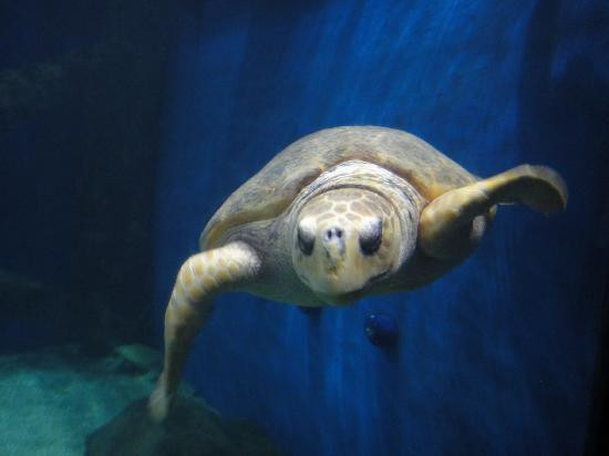 Virginia Aquarium & Marine Science Center-弗吉尼亚海滩必去景点