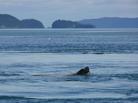 Western Prince Whale & Wildlife Tours-星期五港湾必去景点