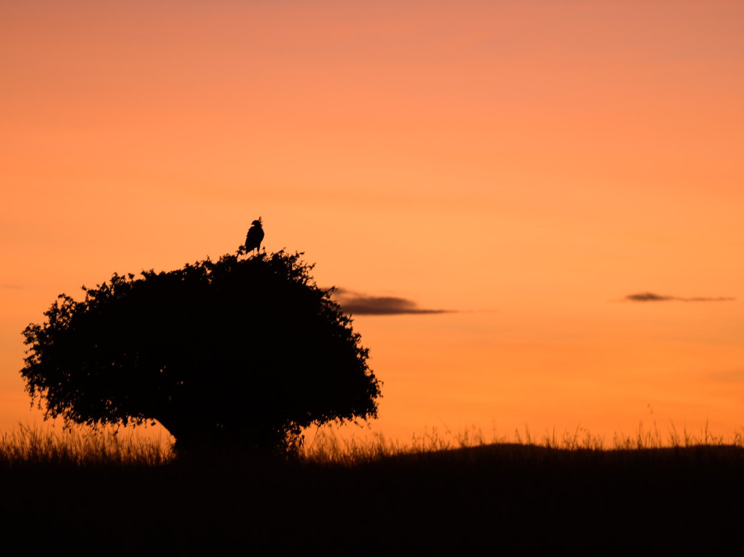 Steenbok Safaris and Car Hire-内罗毕必去景点