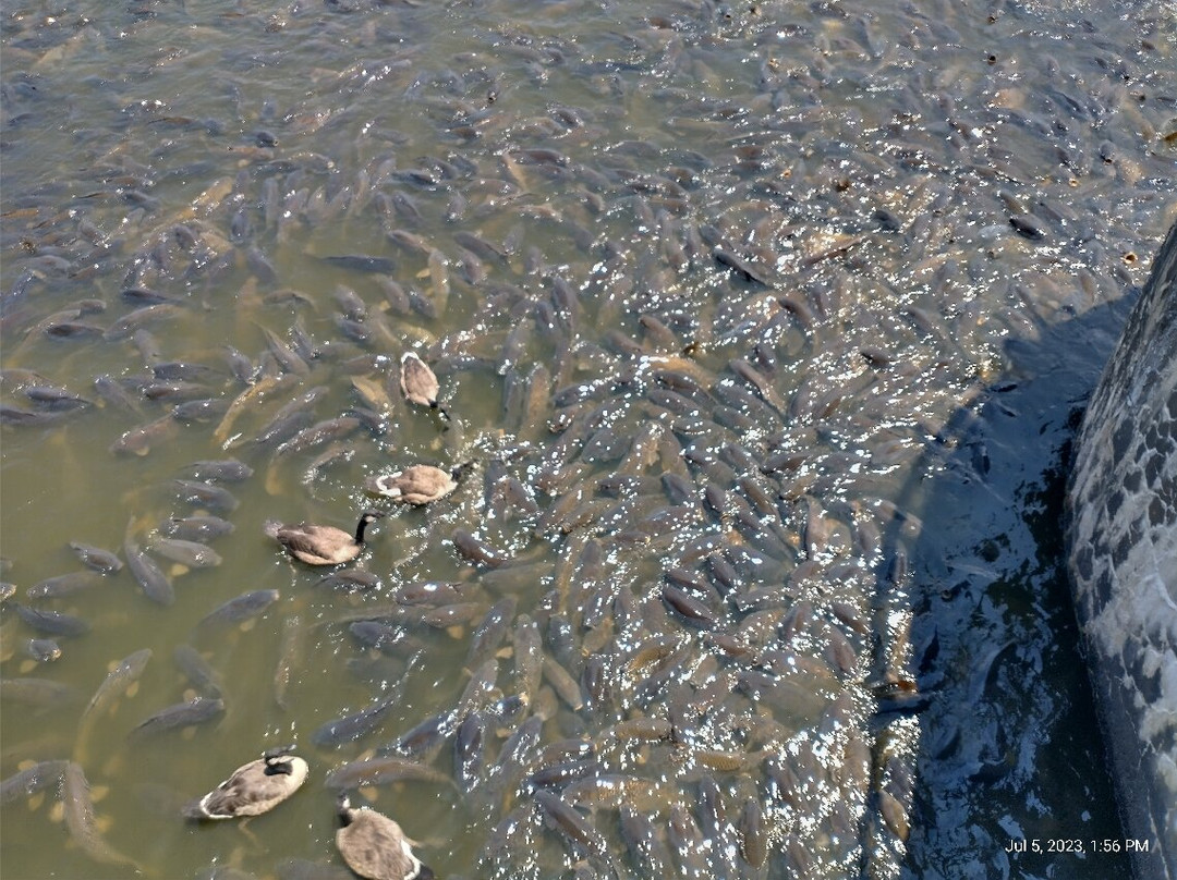 Where the Ducks Walk on the Fish景点图片