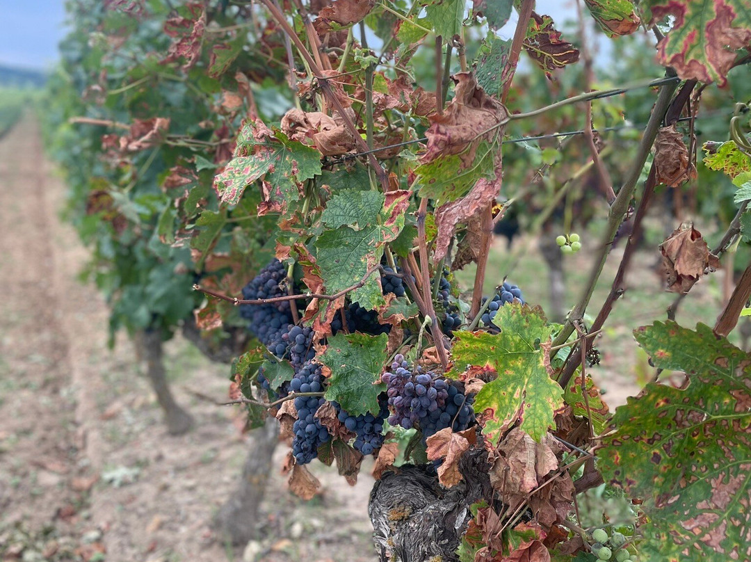 Domaine De Rocheville景点图片