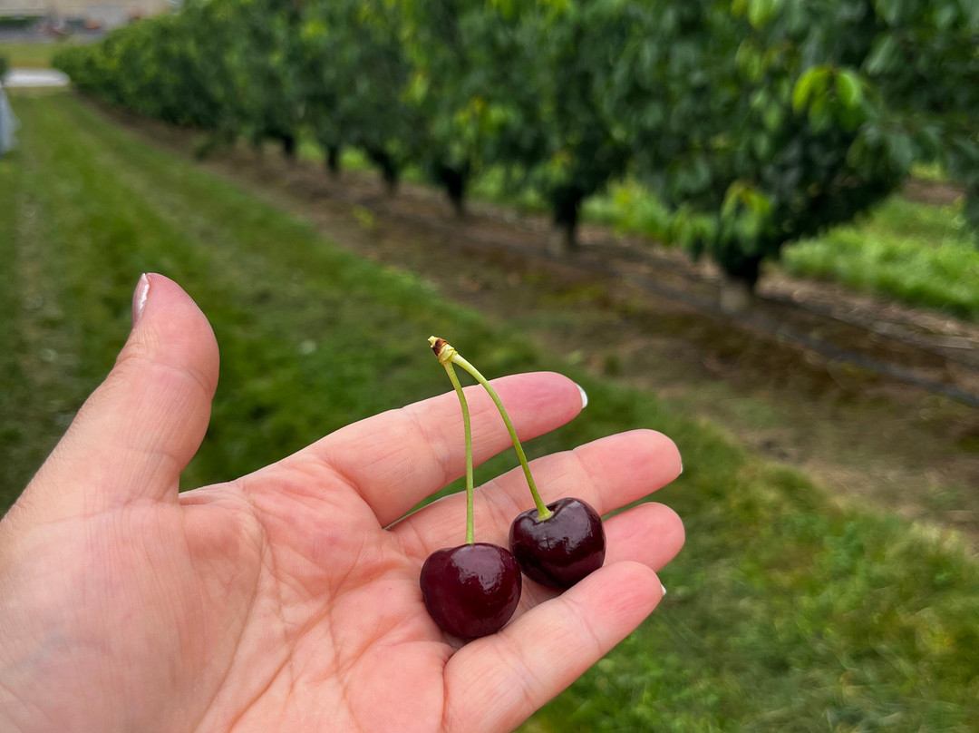 Cherryhill Orchards-Wandin East必去景点