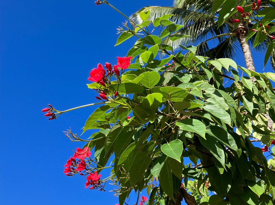 Kalapawai Historic Market-科纳必去景点
