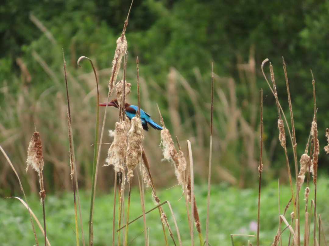 Kalametiya Lagoon Bird Sanctuary & Wetland Park景点图片