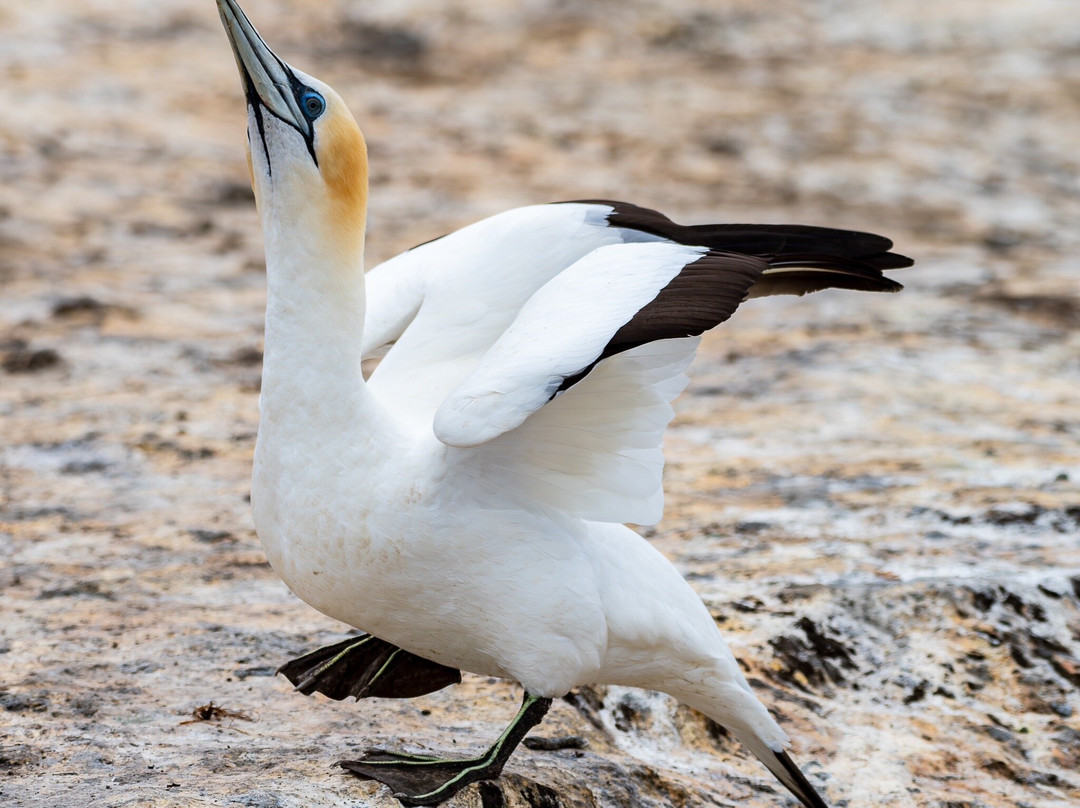 Gannet Safaris Overland-Te Awanga必去景点