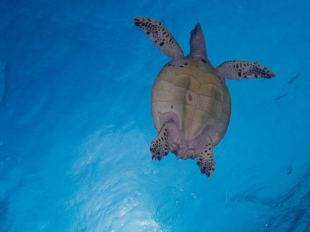 Joy Dive Maldives-萨芙莉岛必去景点
