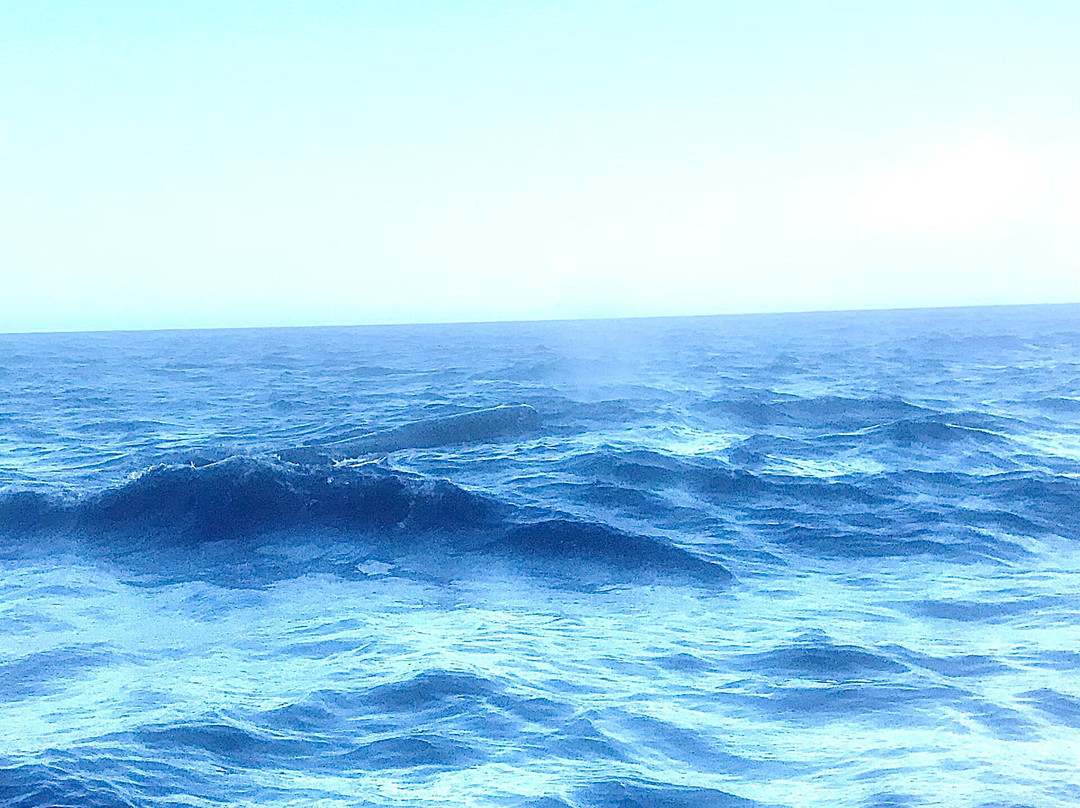 Shelltone Whale Project-Pointe-Noire必去景点