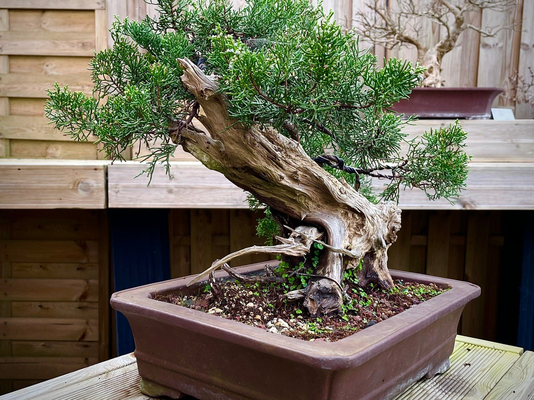 Museu do Bonsai-辛特拉必去景点