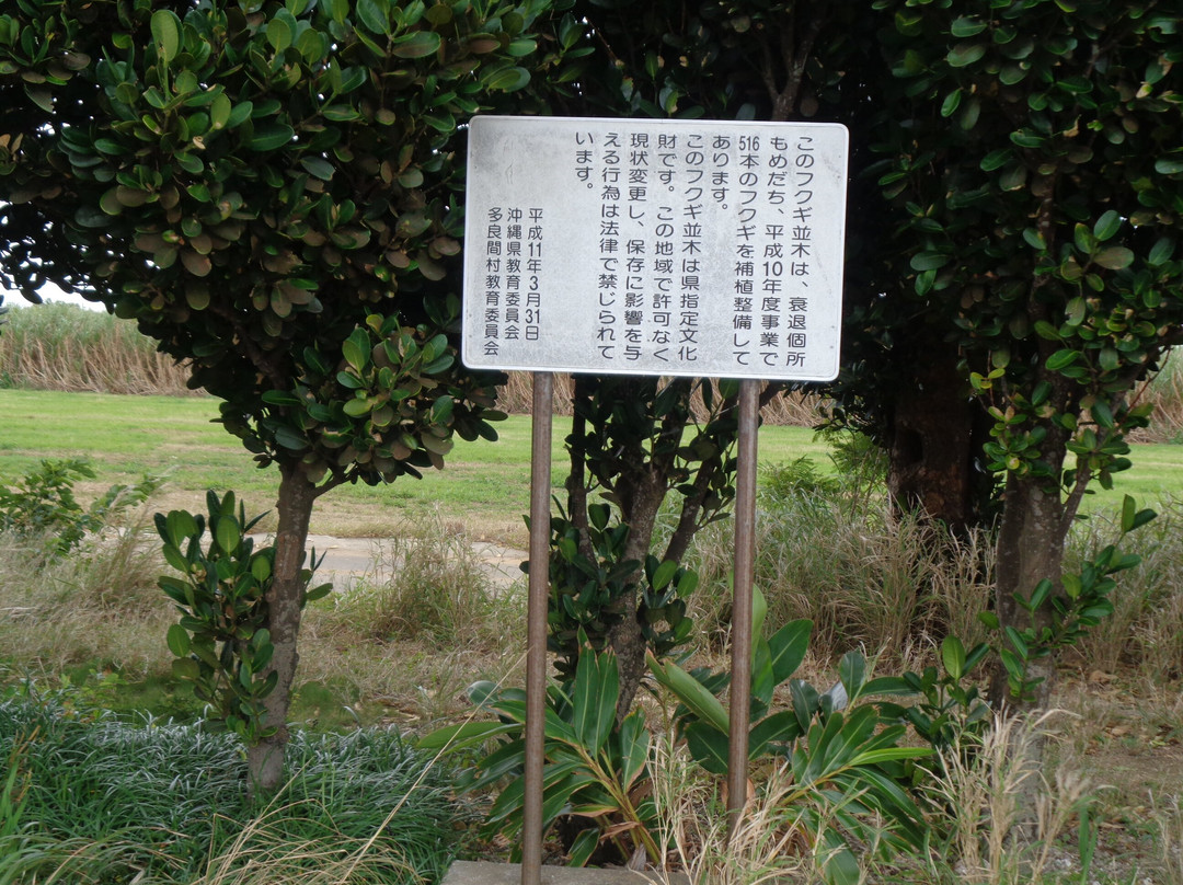 Shiokawa Utaki and Fukugi Namiki-多良间村必去景点