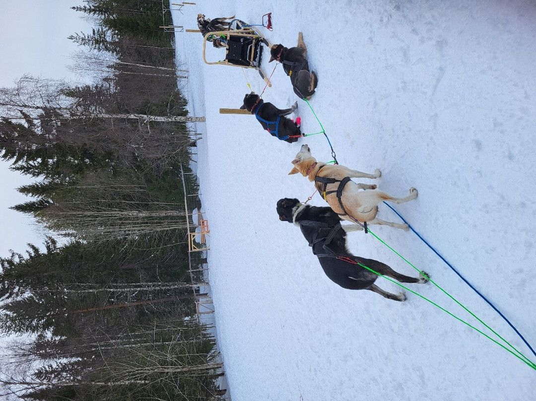 Mårdsjö Huskies-Dorotea必去景点