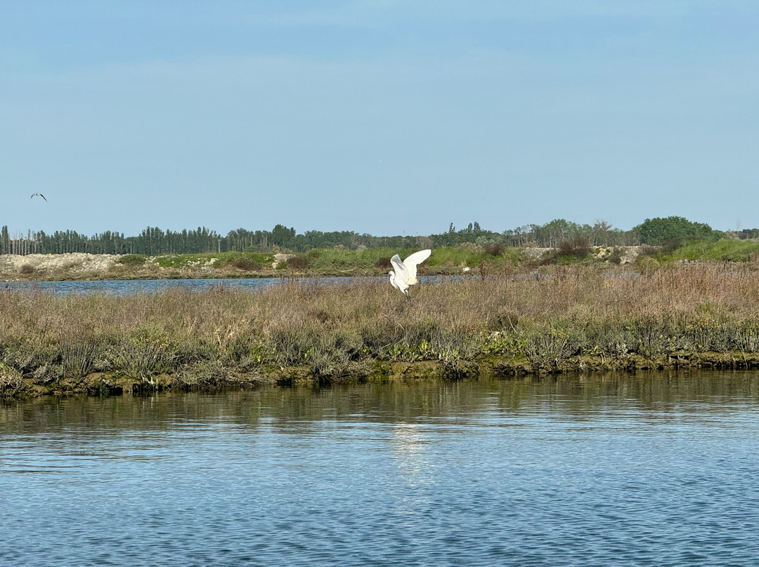 Birdwatching Marina Romea景点图片