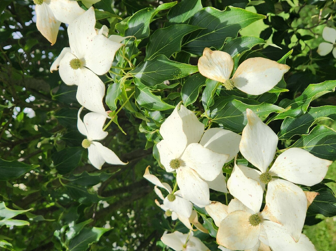 Secrest Arboretum-Wooster必去景点