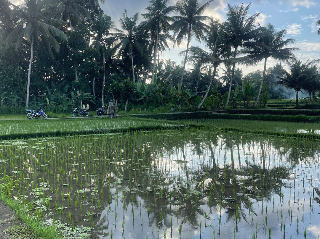 Ubud Village Plate景点图片