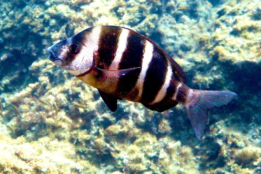 Arrecifal Dive Centre景点图片