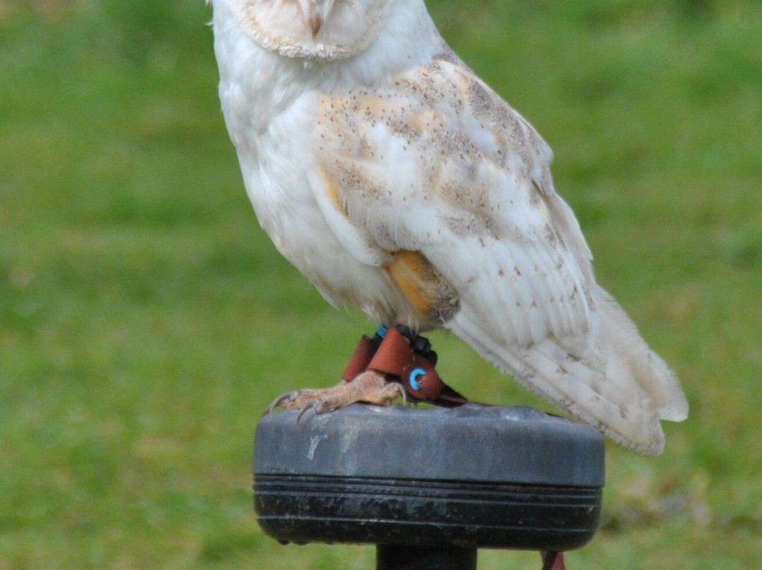 North Somerset Bird of Prey Centre-Congresbury必去景点