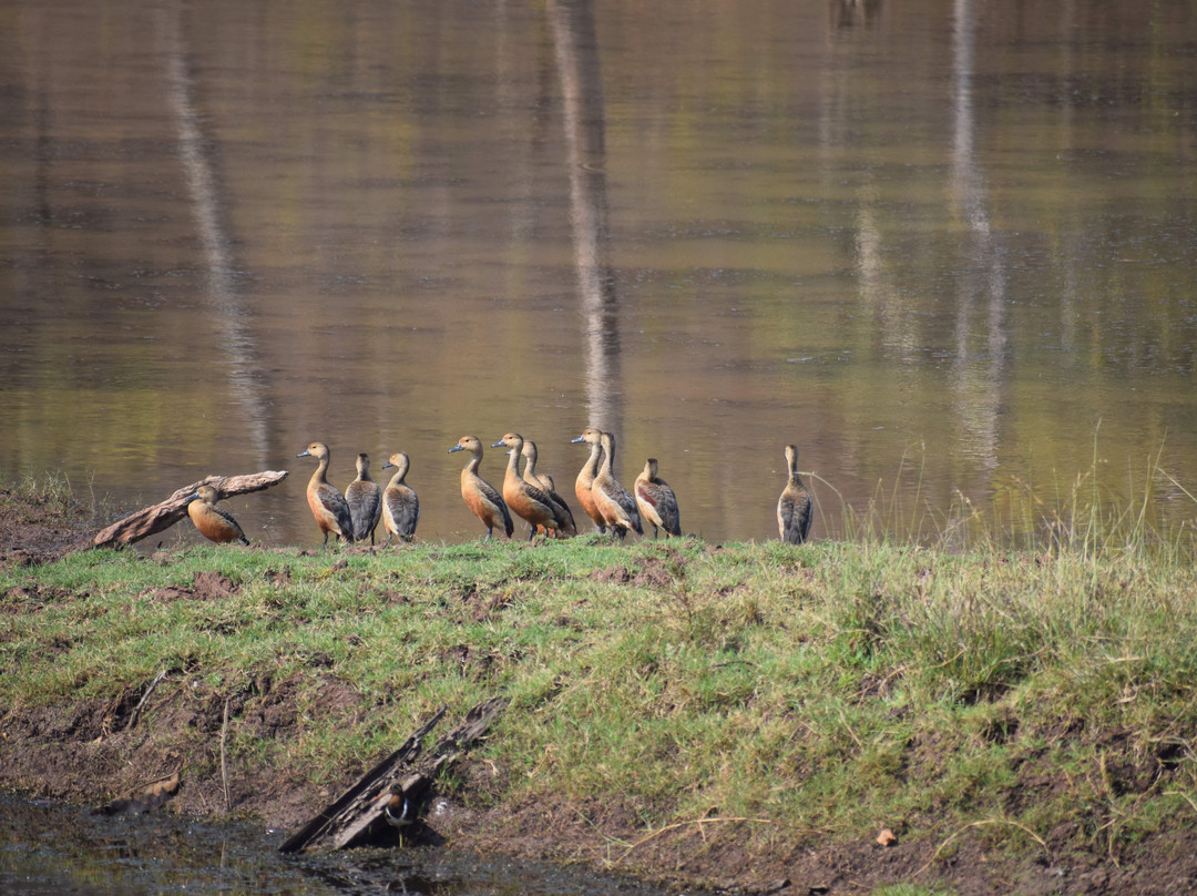 Satpura Tiger Reserve-中央邦必去景点