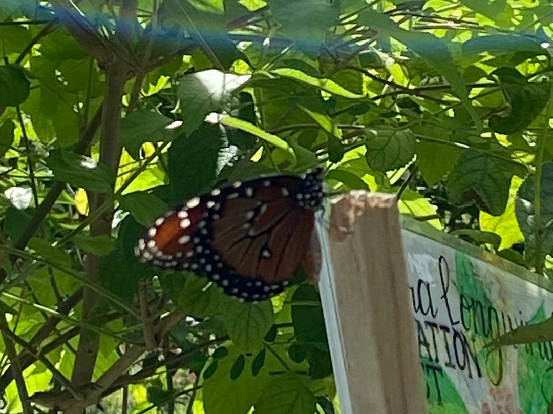 Tom Allen Memorial Butterfly House-开普科勒尔必去景点