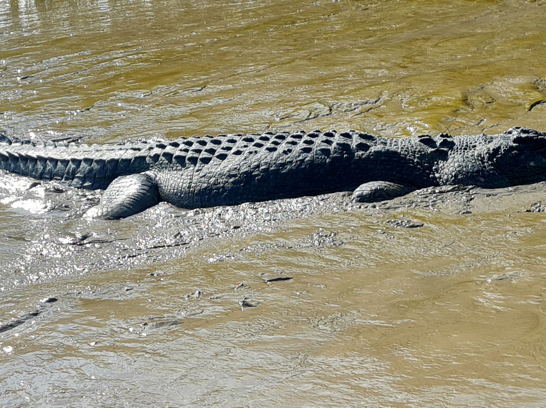 Adelaide River Tours-达尔文市必去景点