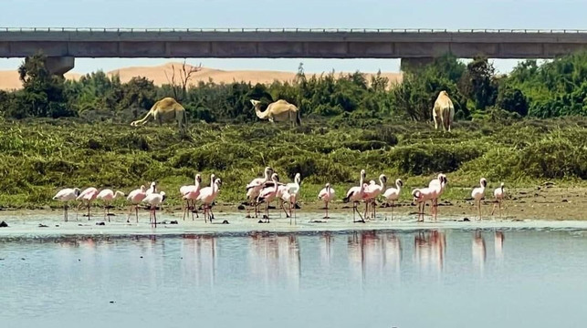 Paparazzi Namib Trails & Safaris