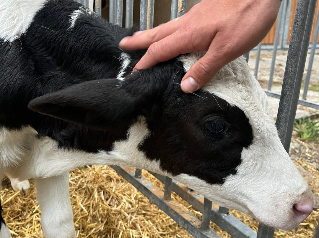 Naturpension Mühlhof主图