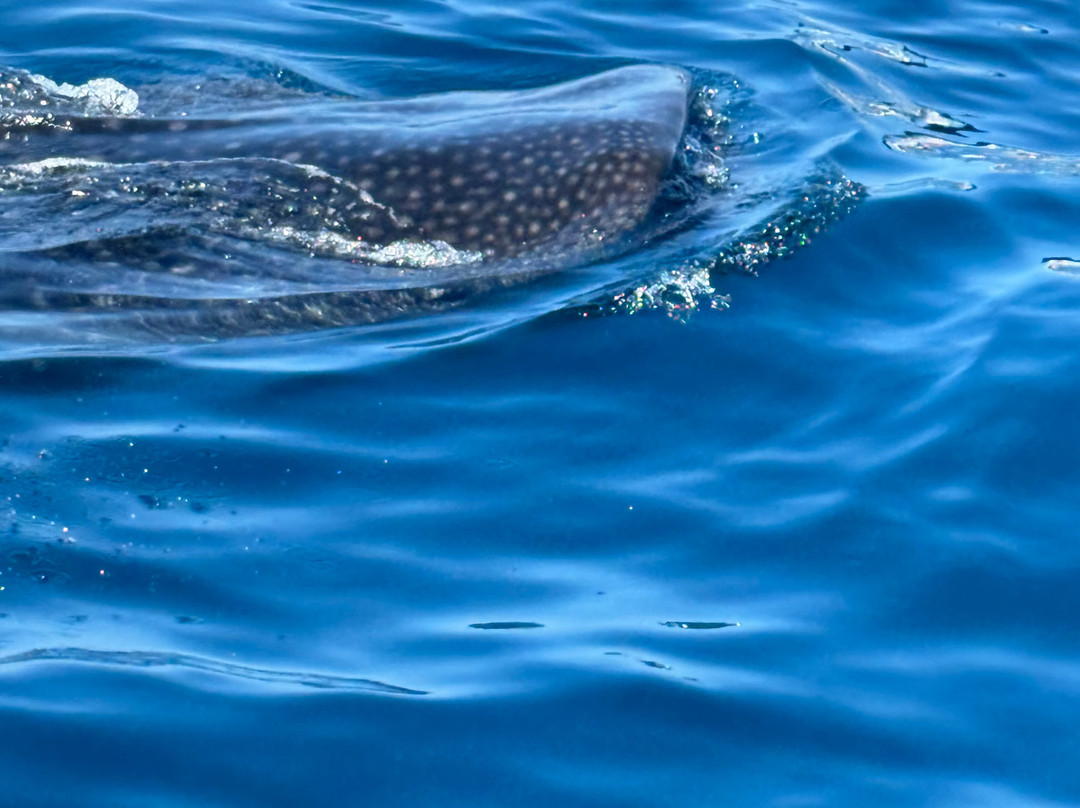 Punta Norte Diving-Punta Sam必去景点