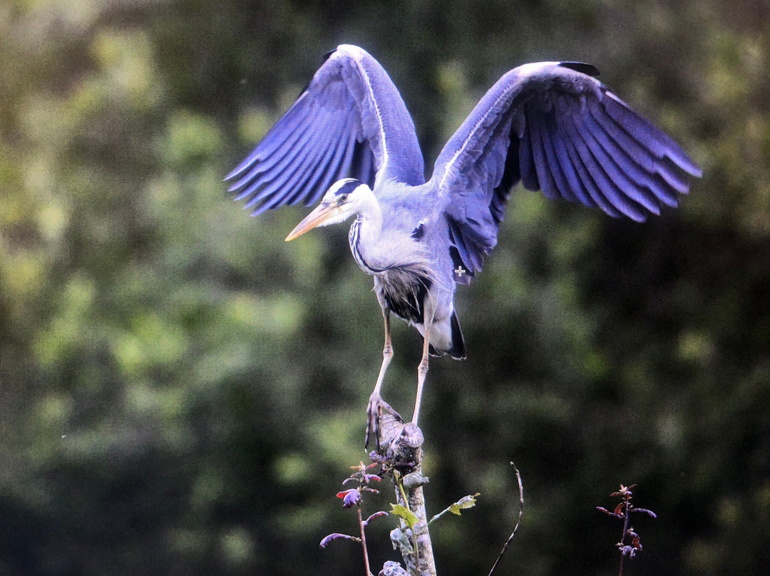 Trossachs Osprey Hide景点图片