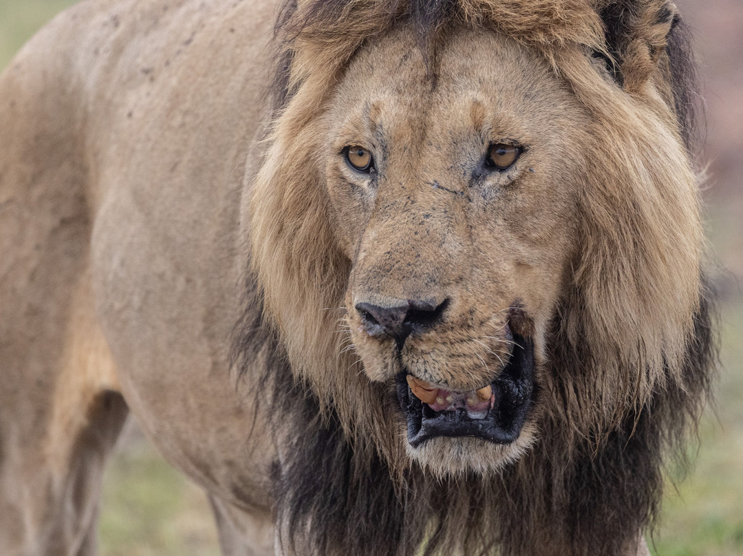 Alexia Chevron Safari Kenya
