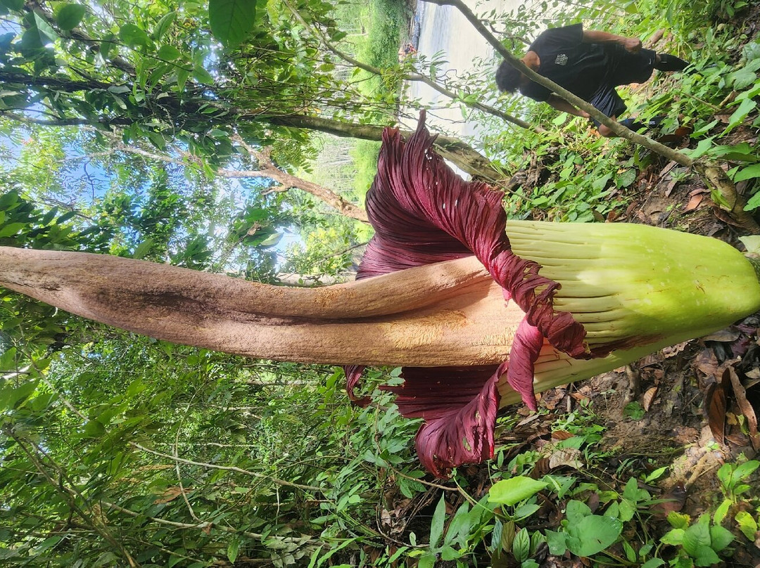Batu Katak - Gibbon Guesthouse
