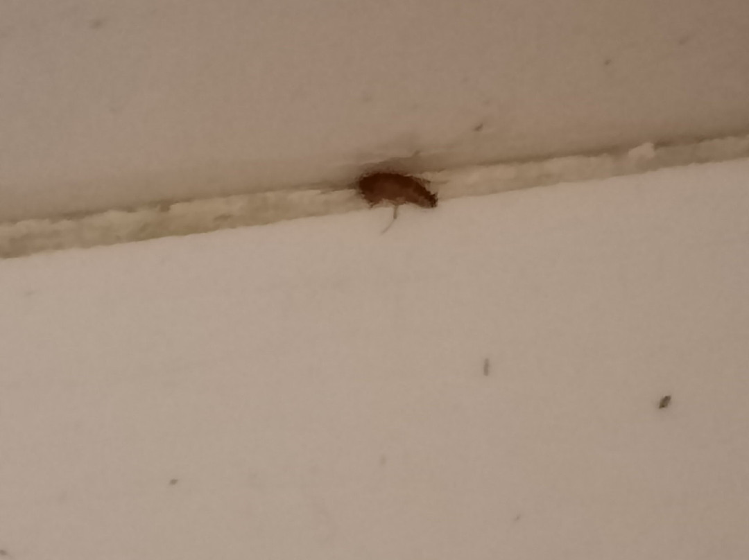 Brigantina Hotel主图