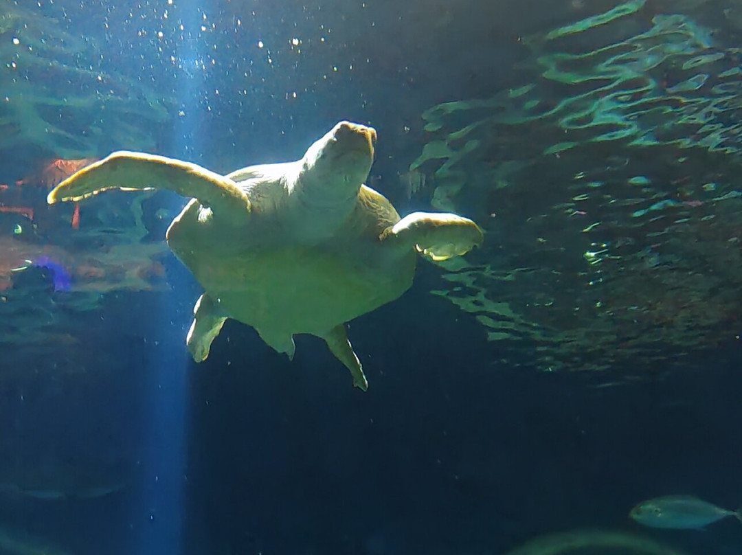 Sea Life景点图片