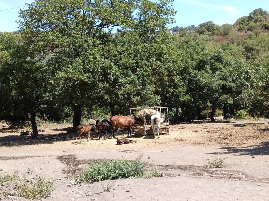 Sas Abbilas Agriturismo主图
