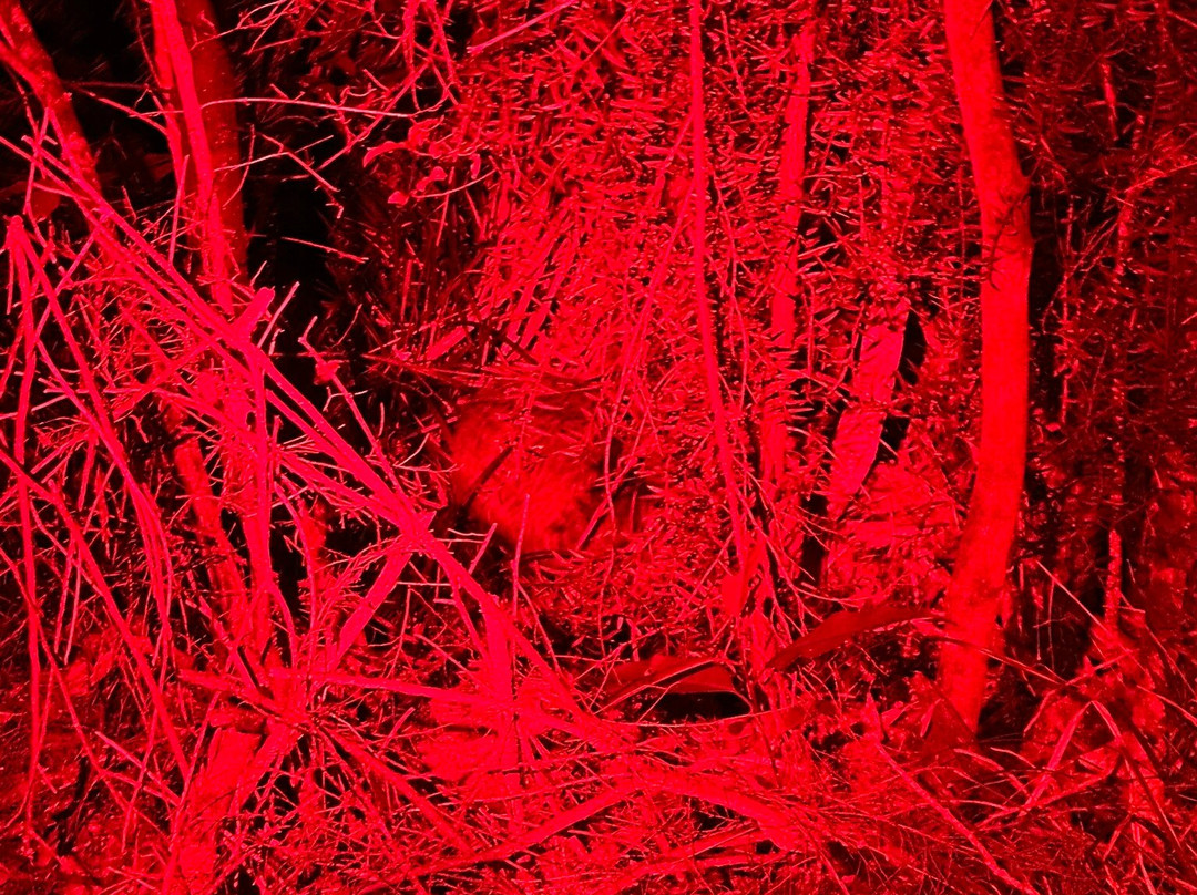 Kiwiness Tours-马塔卡纳小镇必去景点