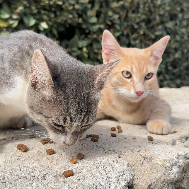 Golden Coast Beach主图