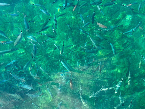 Sub Mania Diving Center-阿格罗波利必去景点